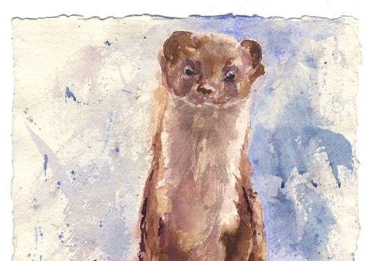 Stoat in the Wall