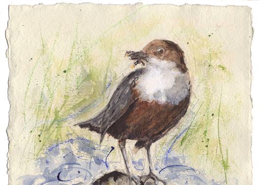 Dipper on Oughtershaw Beck
