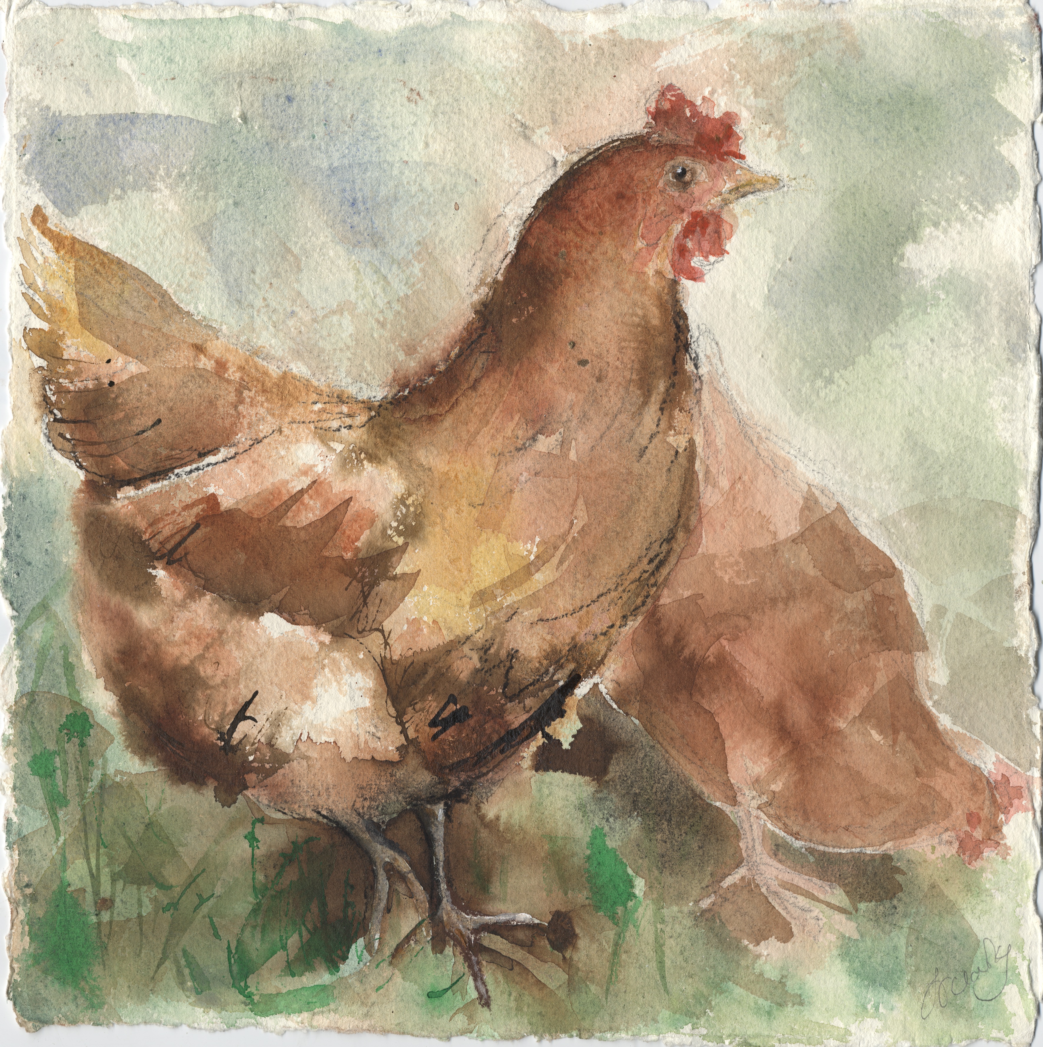 Buff Orpington chickens