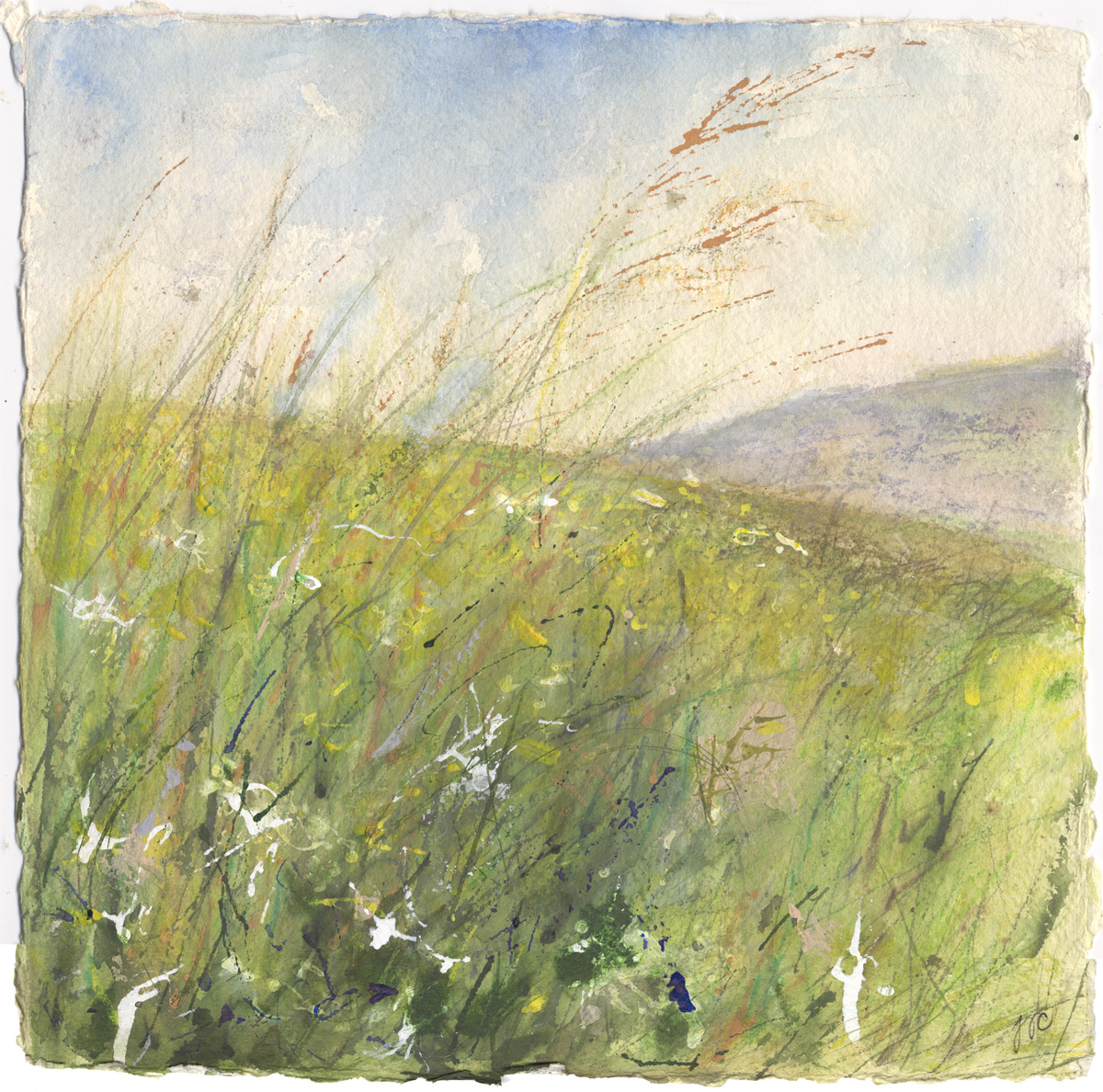 Hay Meadow