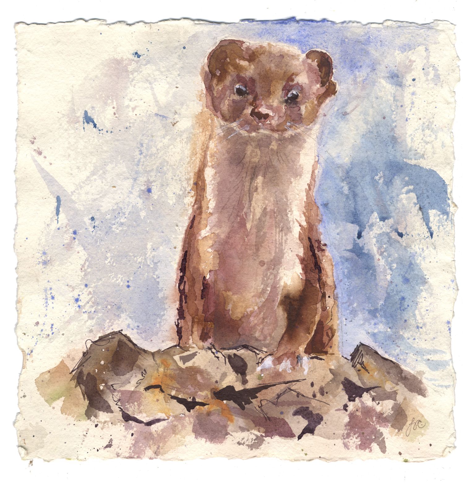 Stoat in the Wall