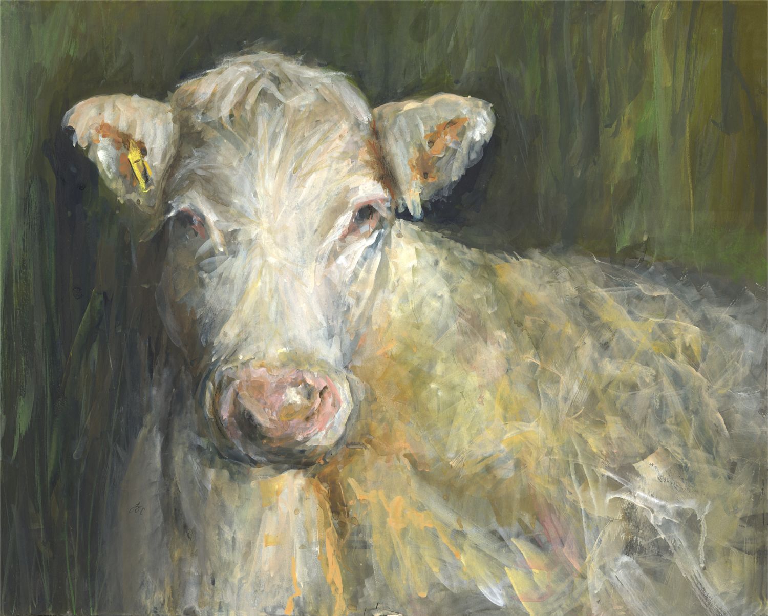 Natasha, Rare breed Whitebred Shorthorn