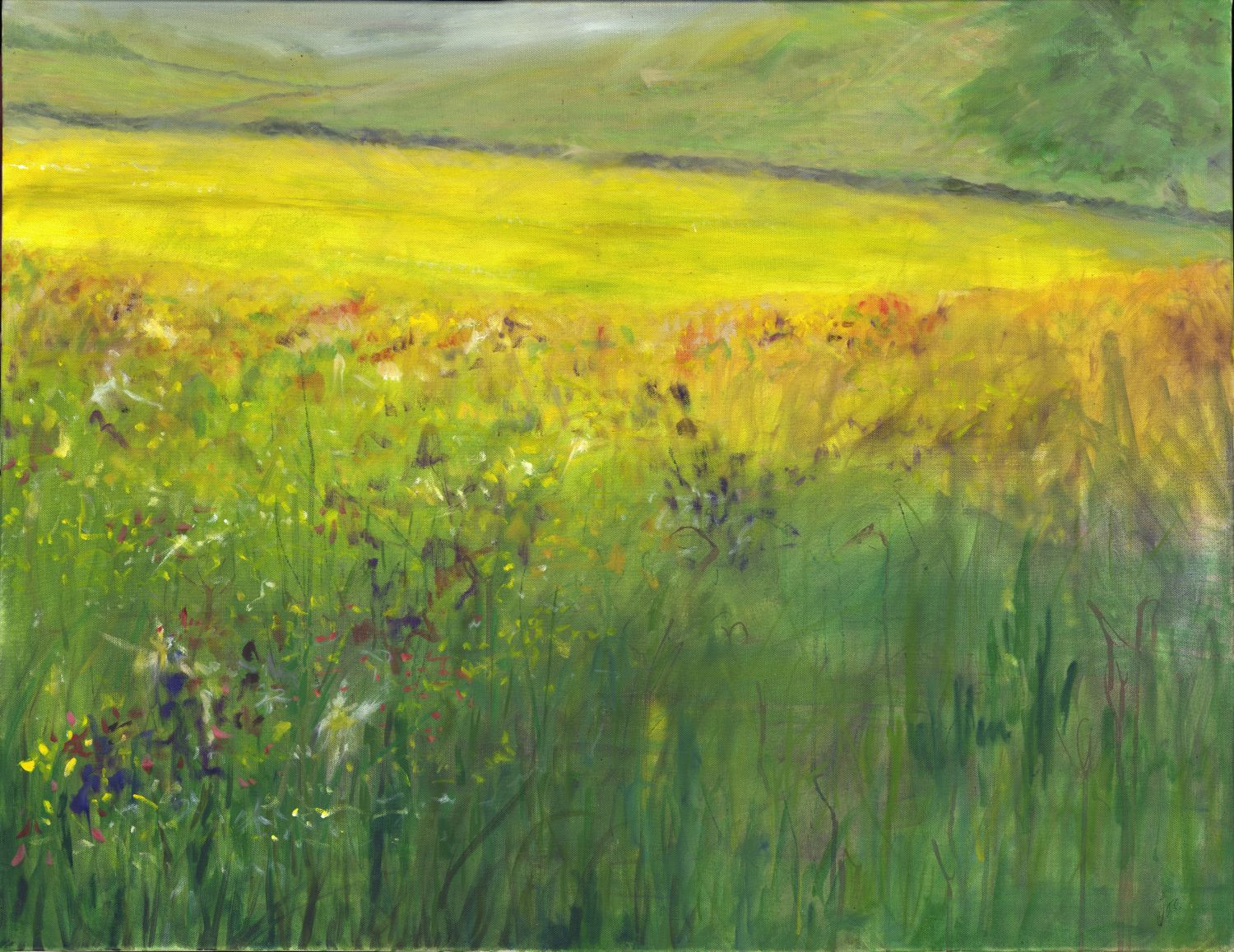 Nethergill Hay Meadow