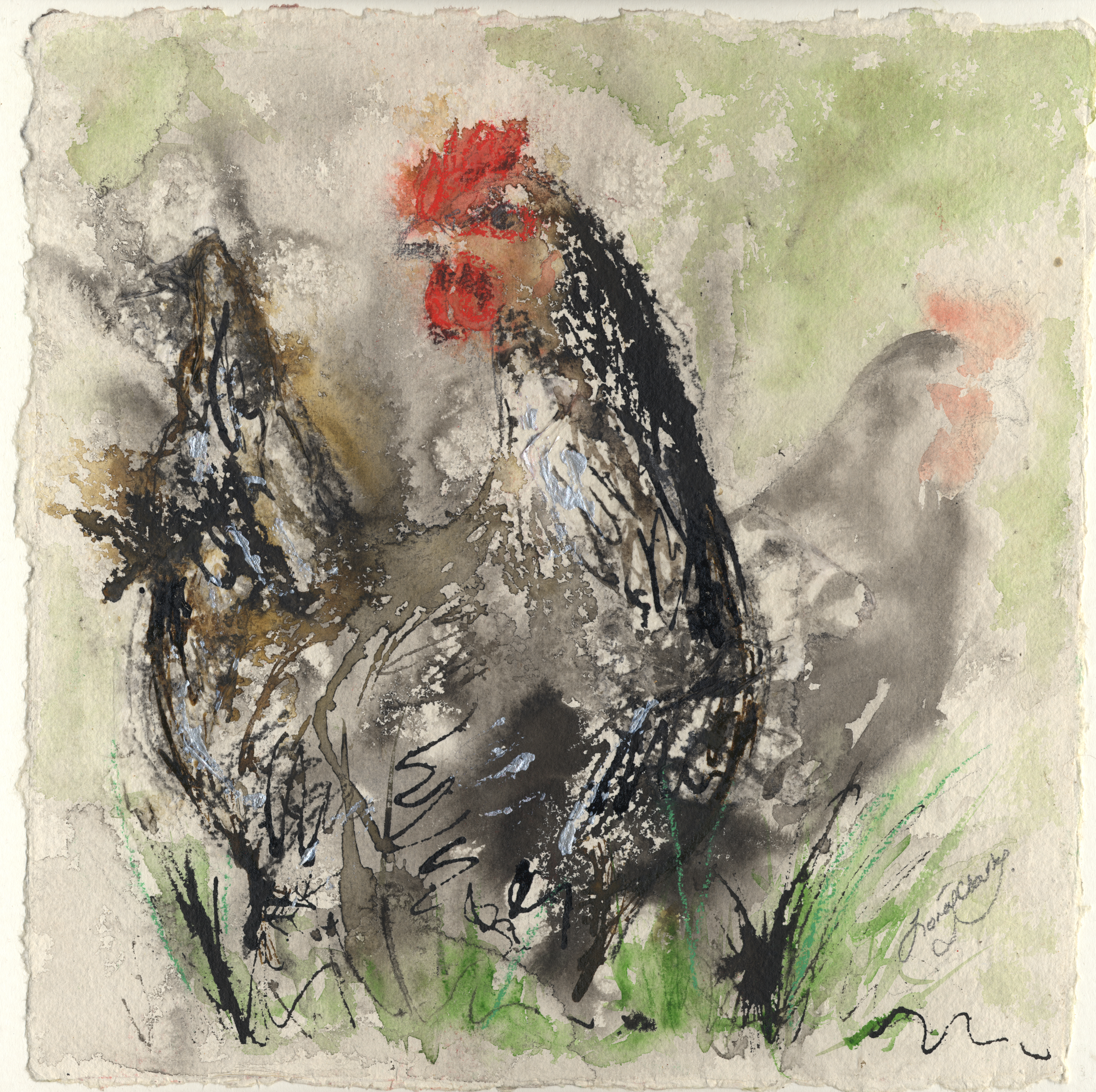 Black Orpington chickens