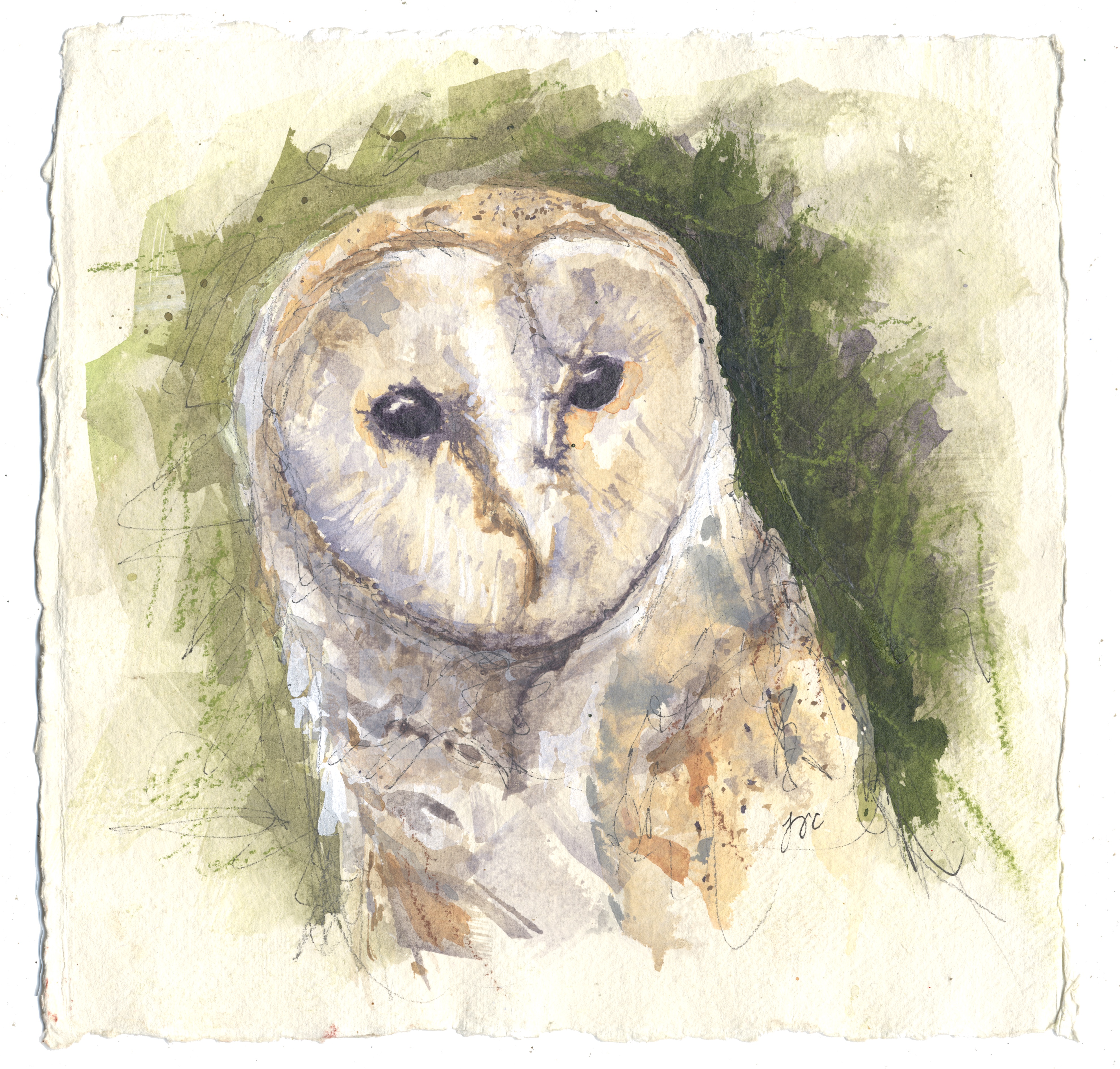 Barn Owl