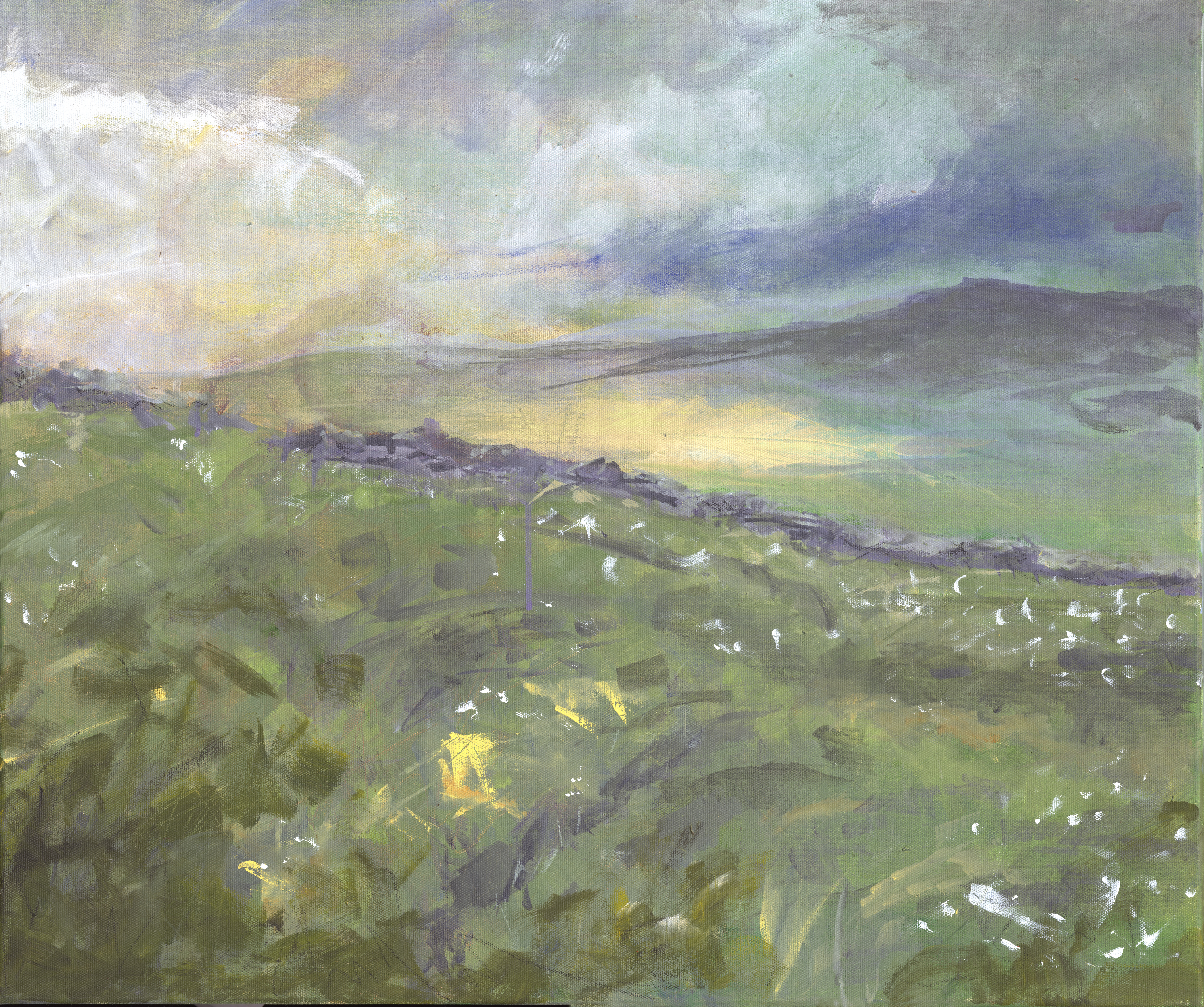 Cotton grass at Ingleborough Nature Reserve