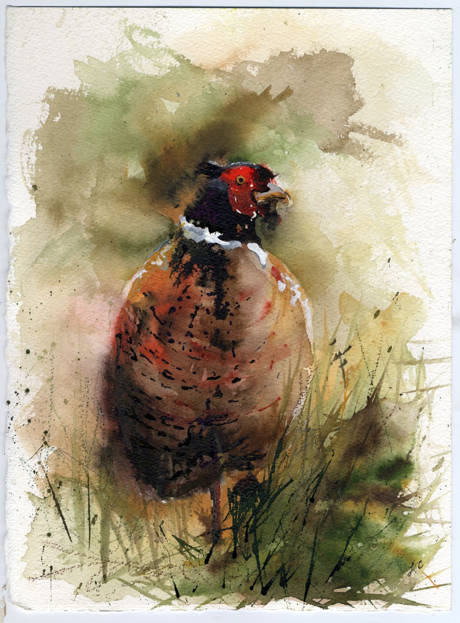 Pheasant