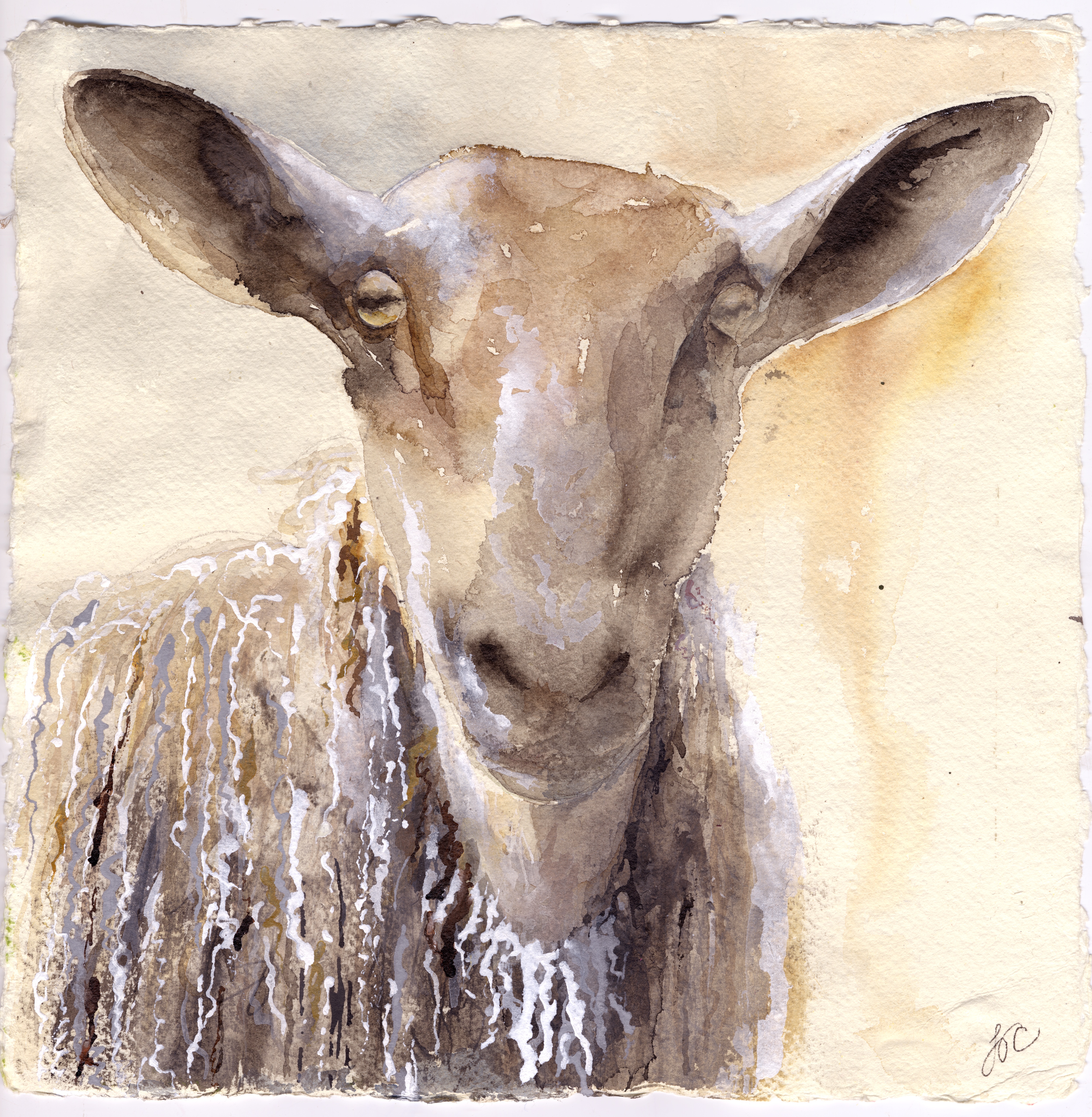 Blue Faced Leicester