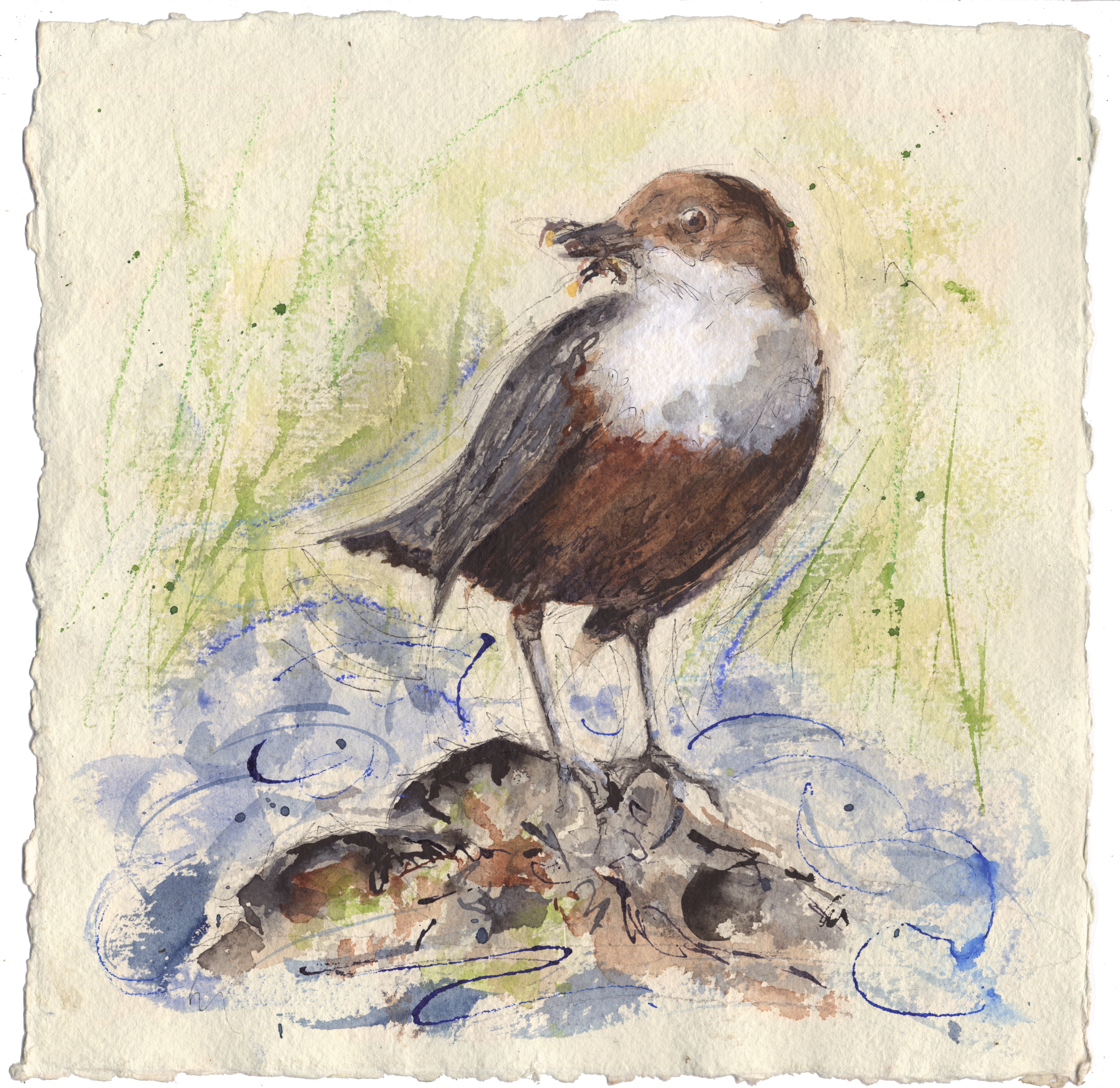 Dipper on Oughtershaw Beck